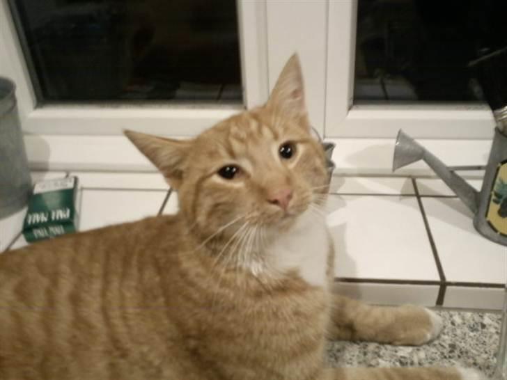 Huskat Garfield billede 6