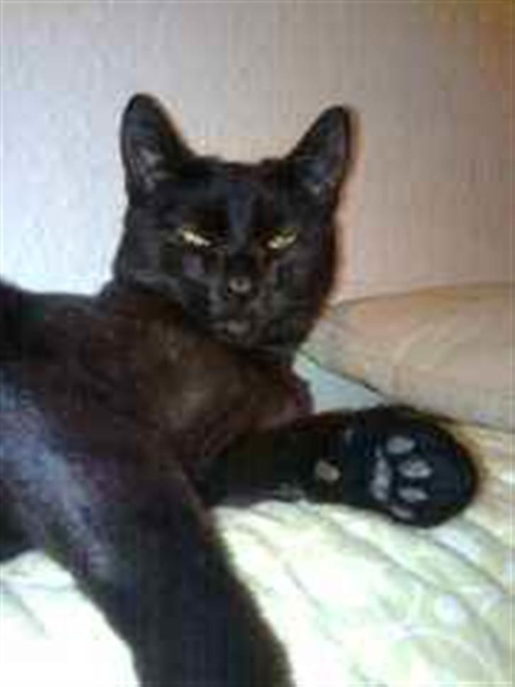 Blanding af racer Panther Baluba Lémon billede 1