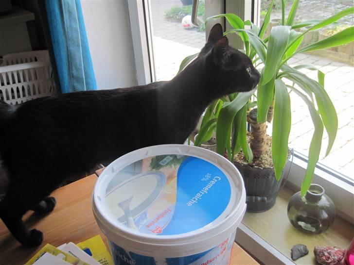 Blanding af racer Panther Baluba Lémon billede 2