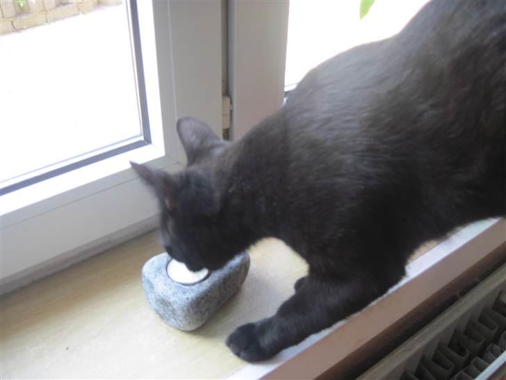 Blanding af racer Panther Baluba Lémon billede 3