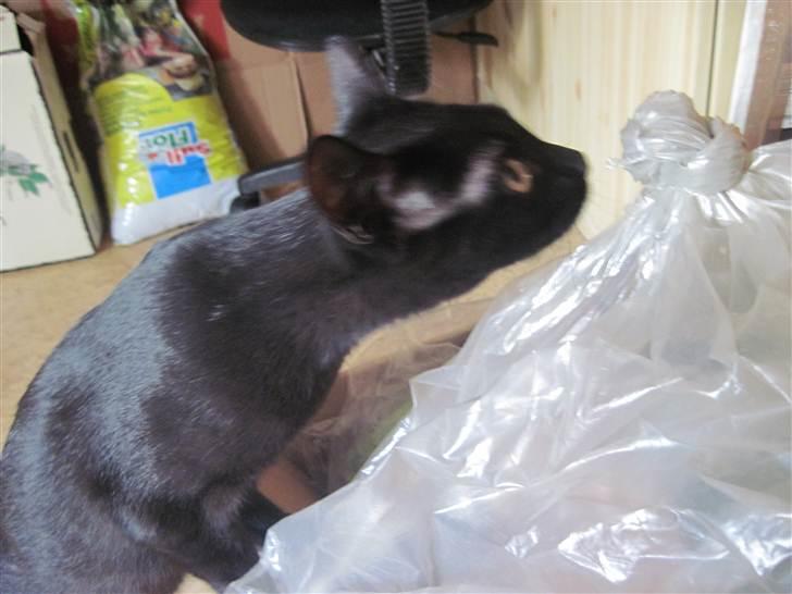 Blanding af racer Panther Baluba Lémon billede 4