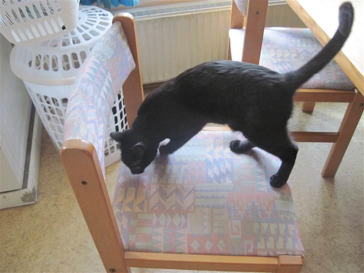 Blanding af racer Panther Baluba Lémon billede 5