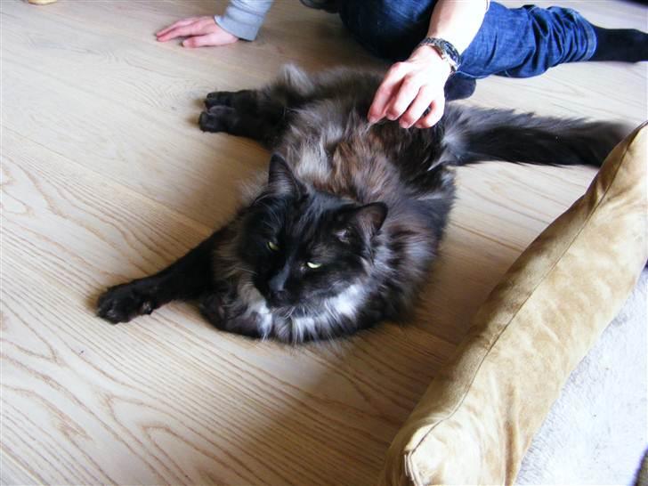 Blanding af racer Nimmer billede 6