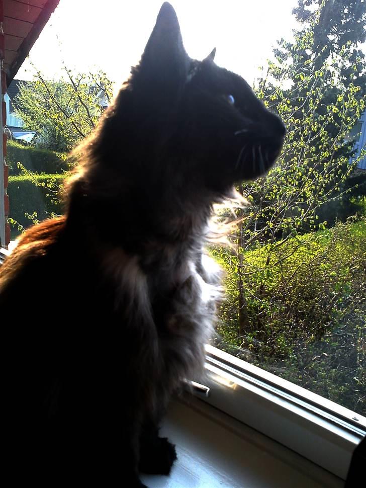 Blanding af racer Nimmer billede 7