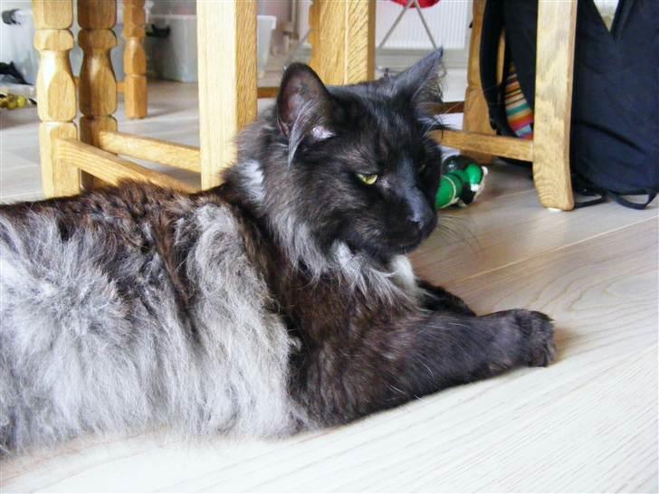 Blanding af racer Nimmer billede 8