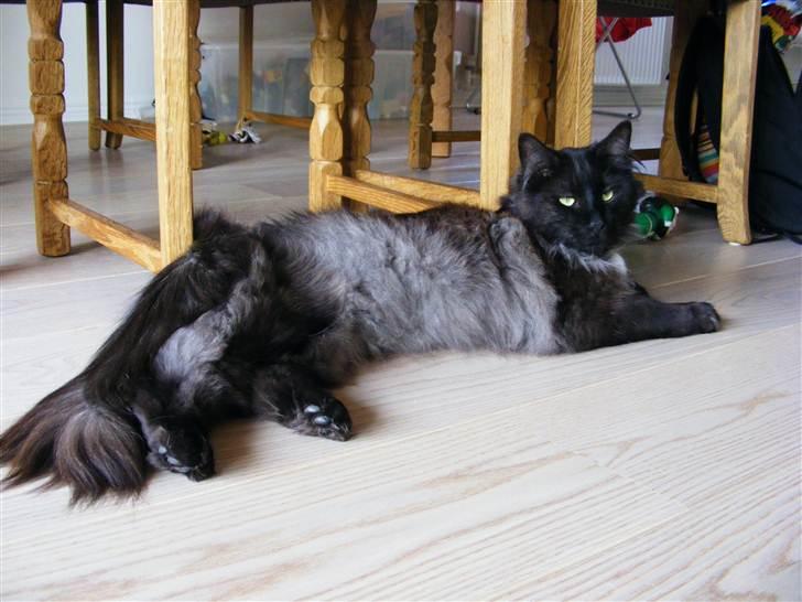 Blanding af racer Nimmer billede 9