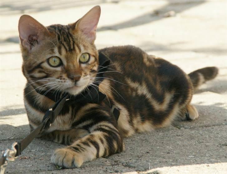 Bengal Mowgly billede 1