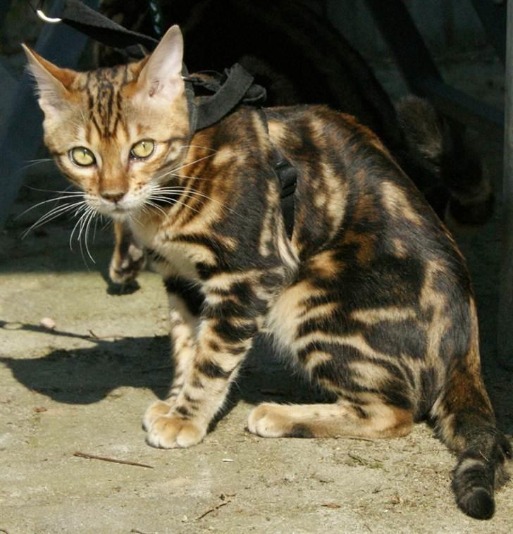 Bengal Mowgly billede 2