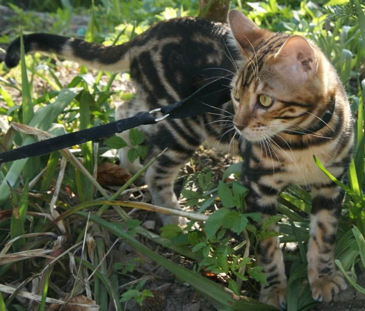 Bengal Mowgly billede 3