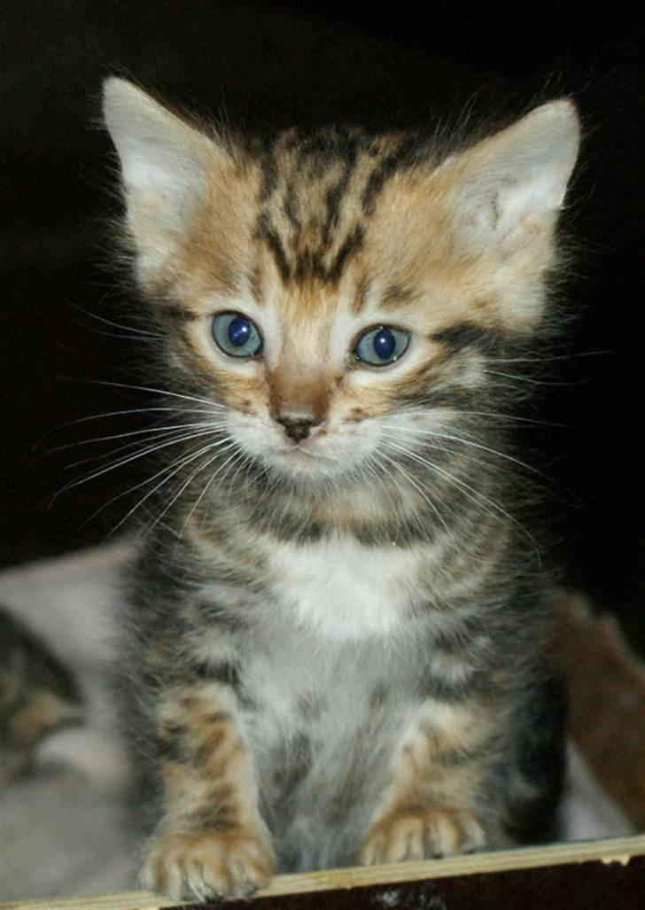 Bengal Mowgly billede 4