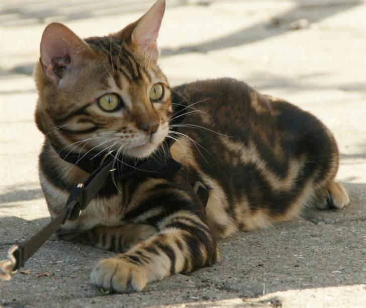 Bengal Mowgly billede 5
