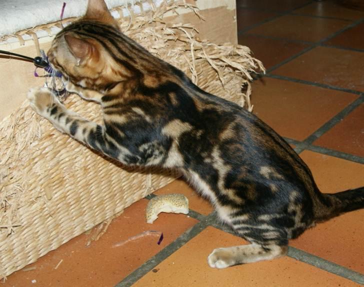 Bengal Mowgly billede 6