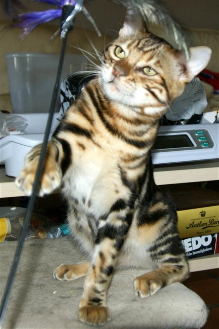 Bengal Mowgly billede 7