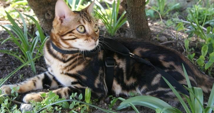 Bengal Mowgly billede 8