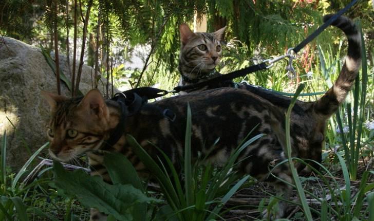 Bengal Mowgly billede 9