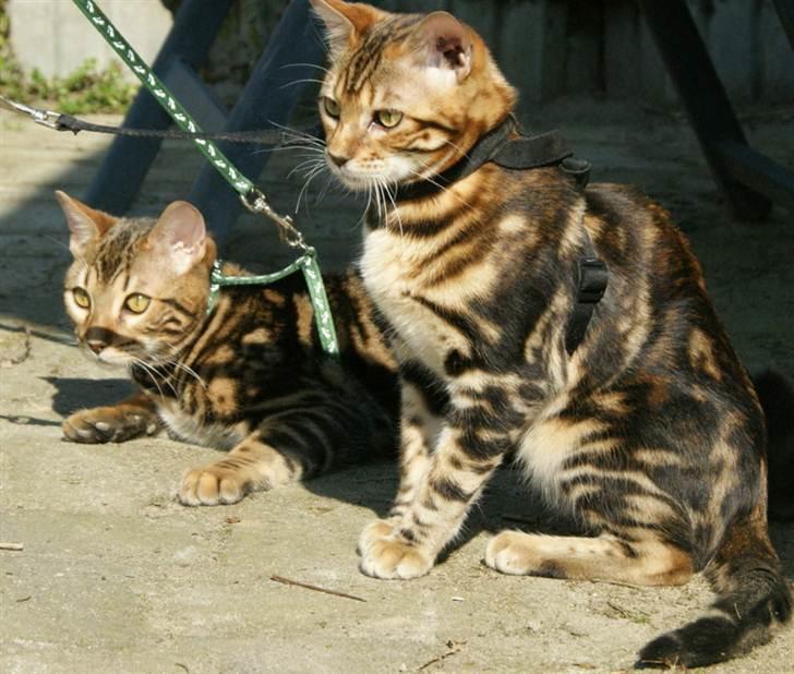 Bengal Mowgly billede 10