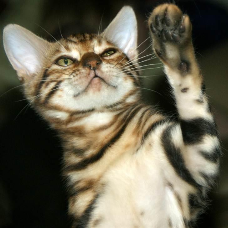 Bengal Mowgly billede 11