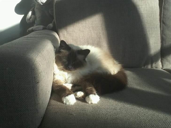 Hellig Birma DK Khin-Mya's Malou billede 6