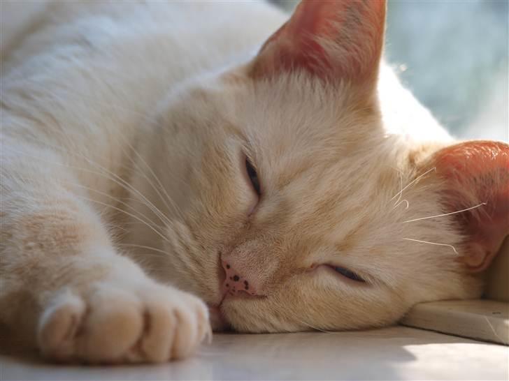 Huskat bino billede 15