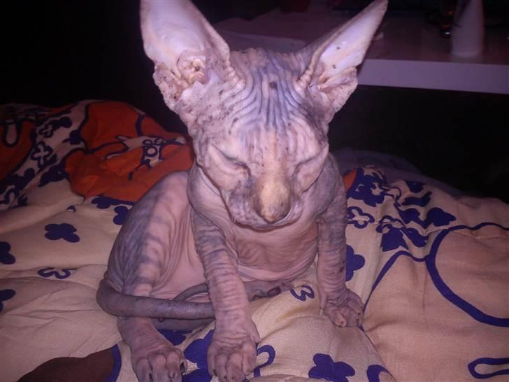 Sphynx Missy billede 8