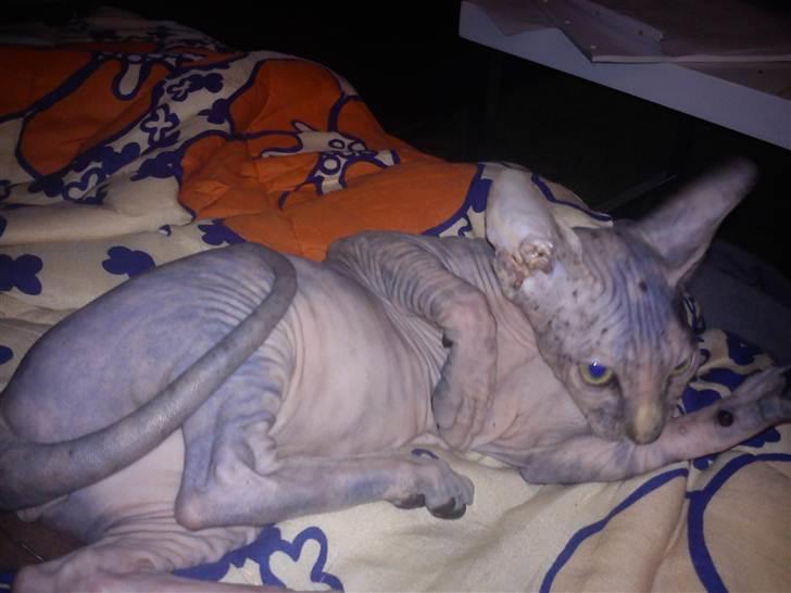 Sphynx Missy billede 9