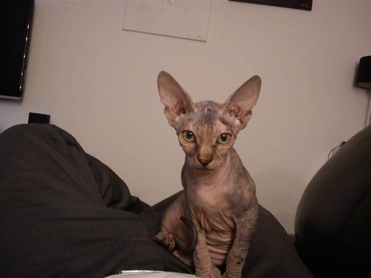 Sphynx Missy billede 10