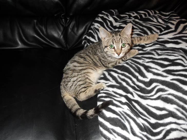 Huskat Mis billede 7