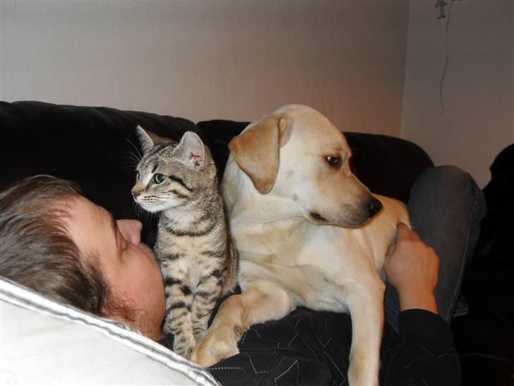 Huskat Mis billede 8