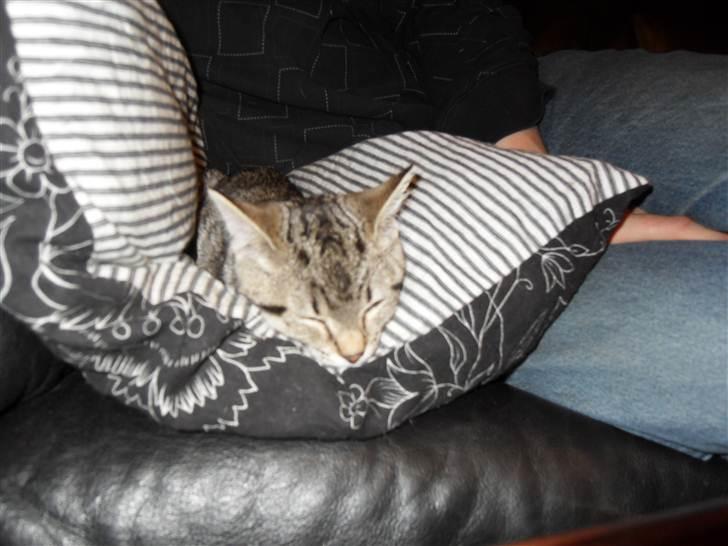 Huskat Mis billede 9