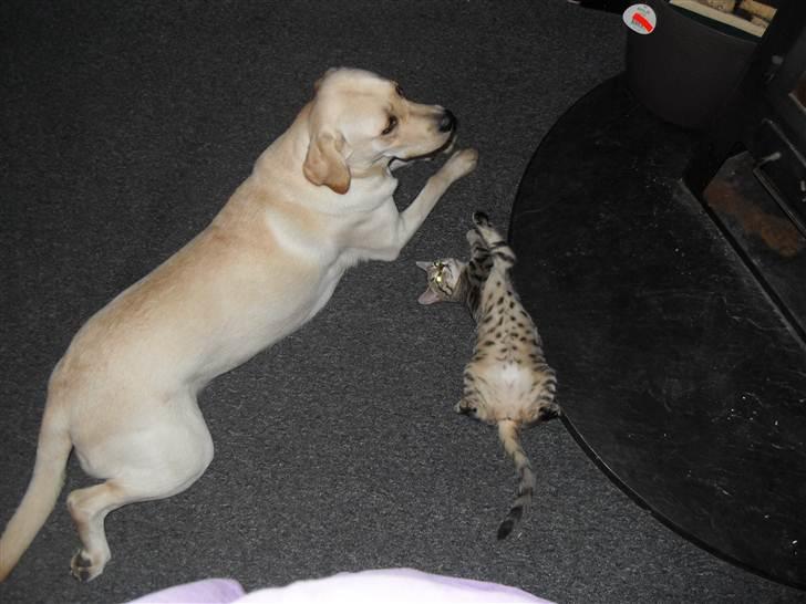 Huskat Mis billede 10