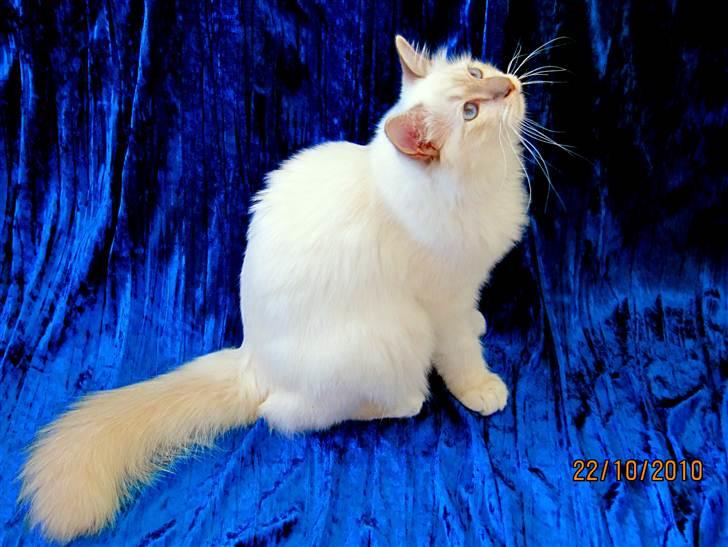 Hellig Birma Bailey - Bailey ca. 6 mdr. billede 5