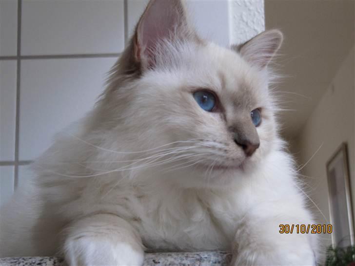 Hellig Birma Bailey - Bailey ca. 6 mdr. billede 7