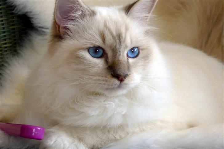 Hellig Birma Bailey - Bailey ca. 7 mdr. billede 8