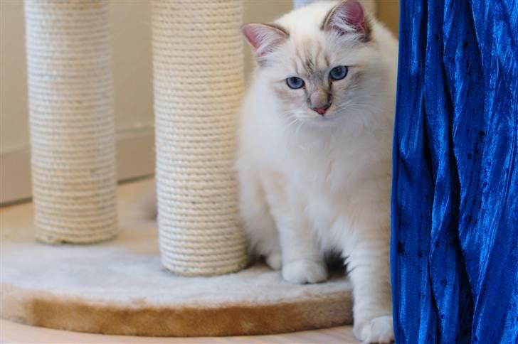 Hellig Birma Bailey - Bailey ca. 8 mdr. billede 9