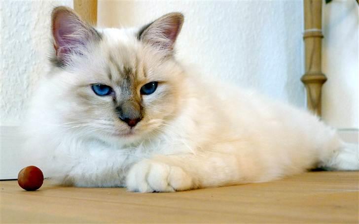 Hellig Birma Bailey - Bailey ca. 8 mdr. billede 10