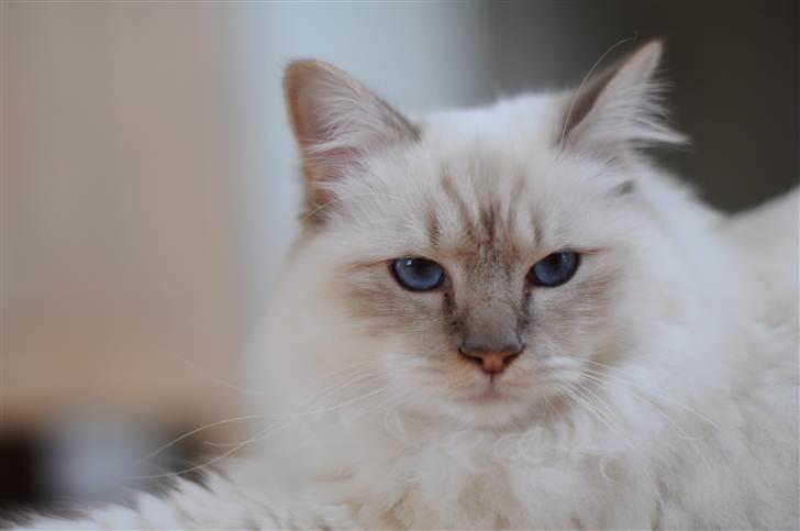 Hellig Birma Bailey - Bailey ca. 8 mdr. billede 11