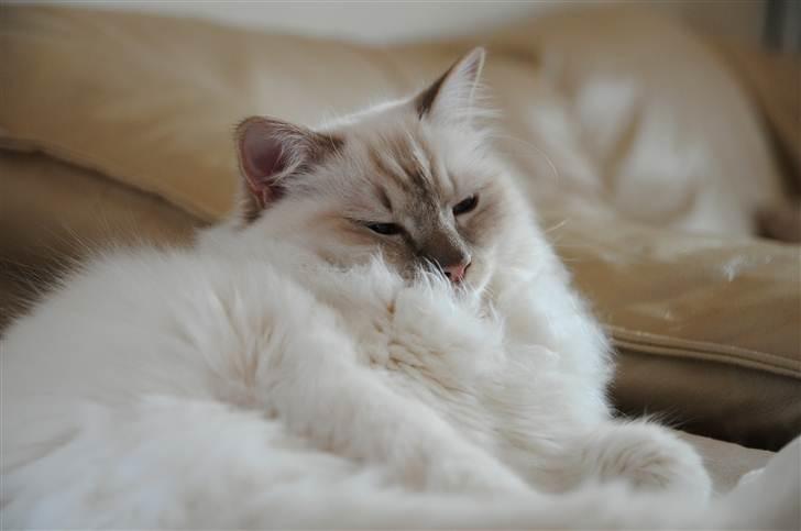 Hellig Birma Bailey - Bailey ca. 10 mdr. billede 12