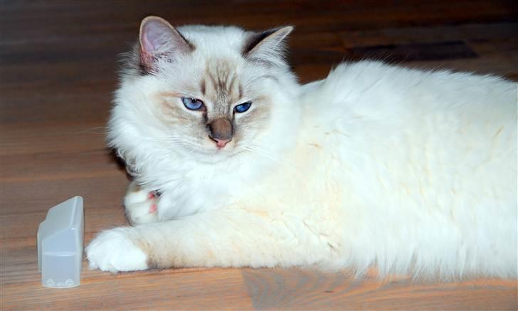 Hellig Birma Bailey - Bailey ca. 11. mdr. billede 13