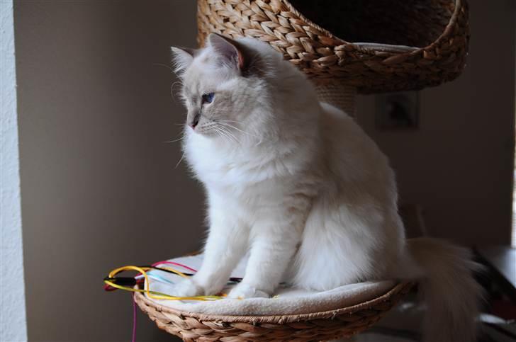 Hellig Birma Bailey - Bailey ca. 11 mdr. billede 14