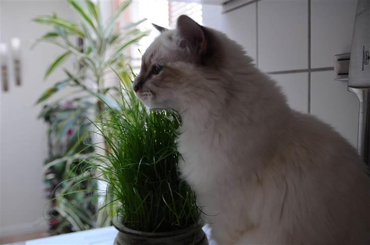 Hellig Birma Bailey - Bailey ca. 11 mdr. billede 15