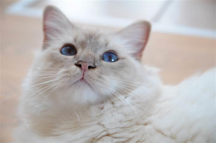 Hellig Birma Bailey - Bailey ca. 12 mdr. billede 16