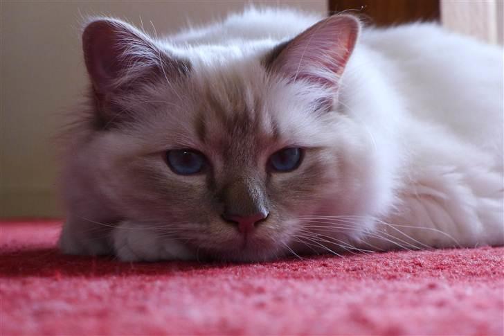 Hellig Birma Bailey - Bailey ca. 12 mdr. billede 17