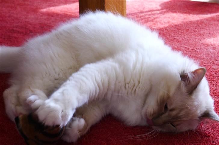 Hellig Birma Bailey - Bailey ca. 12 mdr. billede 18