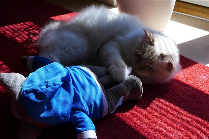 Hellig Birma Bailey - Bailey ca. 12 mdr. billede 19