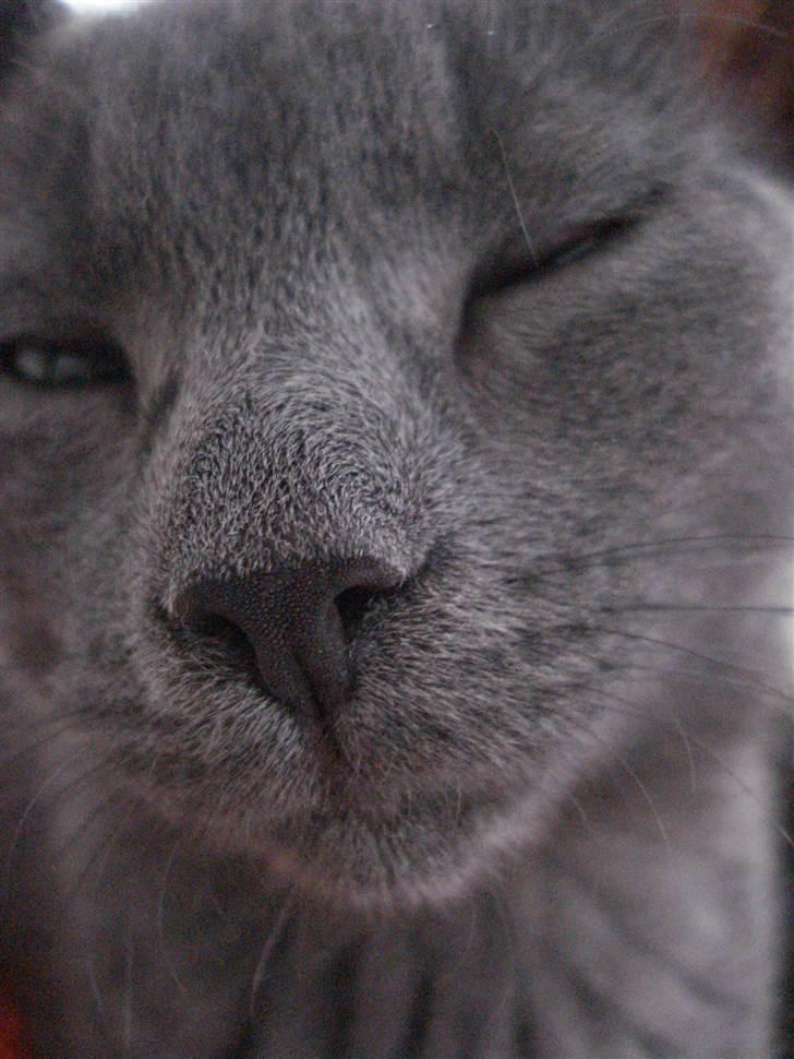 Huskat Lulu billede 1