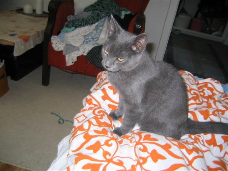 Huskat Lulu billede 2