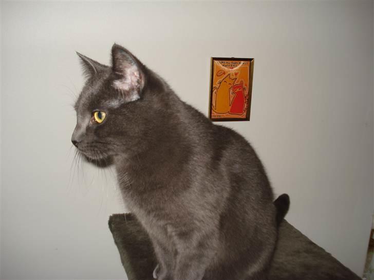 Huskat Lulu billede 3