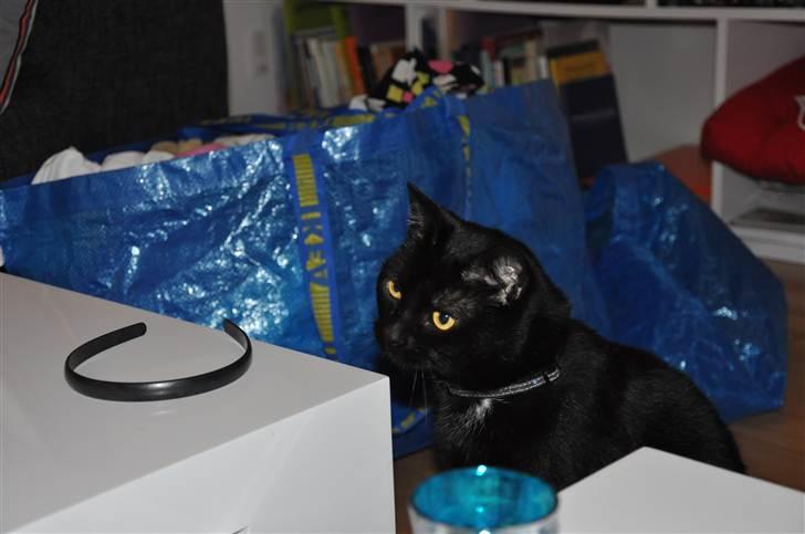 Huskat Pelle - Himmelkat billede 16