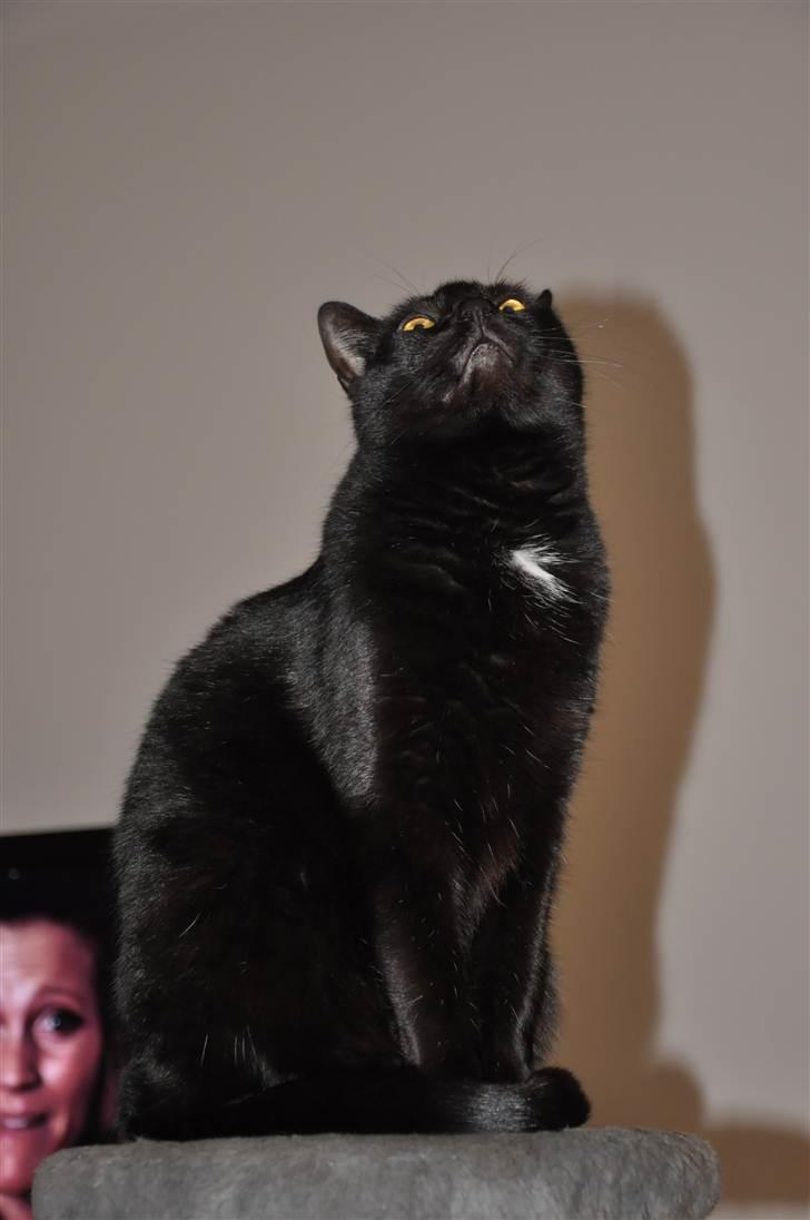 Huskat Pelle - Himmelkat - Pelsen :) billede 17