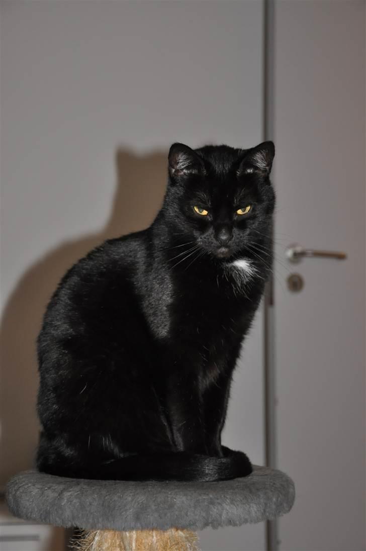 Huskat Pelle - Himmelkat - Pelle er såååå sød :-* billede 18